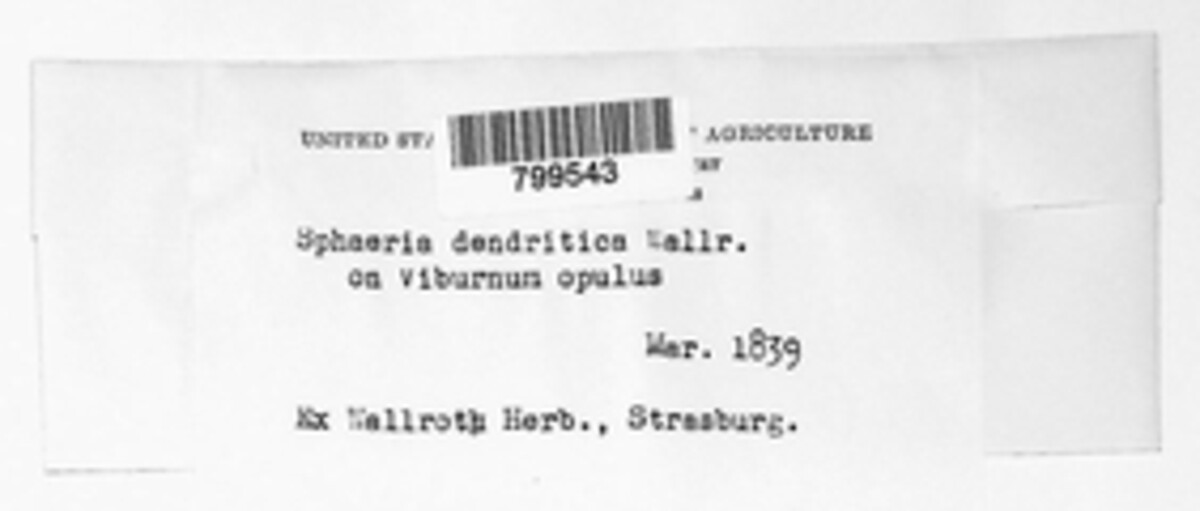 Sphaeria dendritica image